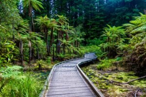 Daintree Rainforest Queensland Australia