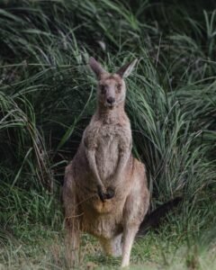Australian wildlife kangaroo travel experience